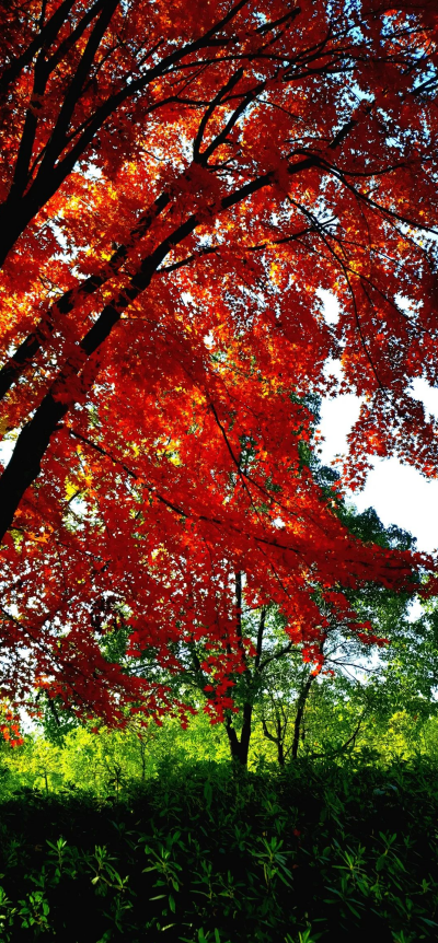 271701043877165244.png image.png